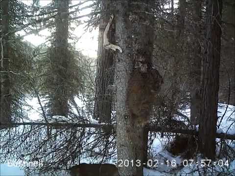 mountain lions - game camera bait station mountain lions - game camera bait station
