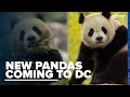 EXCITING NEWS: DC's National Zoo to welcome new giant pandas