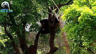 20180408 圓仔說不要偷拍我洗澡啦！（趕快拿葉子遮身體） The Giant Panda Yuan Zai