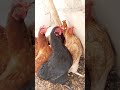 les poulets goliath (élevage de poulet en Afrique)