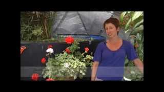 Greenhouses for Sale: Find the right Greenhouse for you