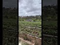 🍓 STRAWBERRY PICKING AT TANAKA FARMS IN IRVINE CALIFORNIA (this is your sign to go!) #shorts