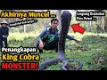 AKHIRNYA MUNCUL! KING COBRA MONSTER YANG DITAKUTI PETANI! LANGSUNG DISAKSIKAN PARA PETANI