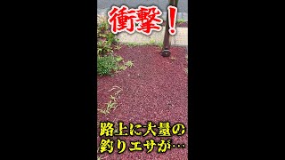 【衝撃！】路上に大量の釣りエサの〇〇が…