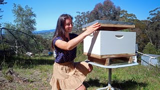 Aussie Beekeeping on the Homestead \\\\ My bees are building into their lid