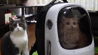 換気ファン＆照明付きのキャリーバッグで猫の移動も快適に♪