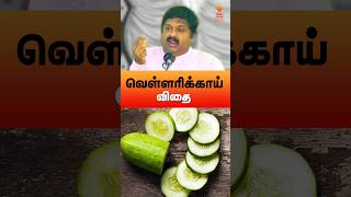 வெள்ளரிக்காய் விதை #drsivaraman #cucumber #cucumberbenefits #வெள்ளரிக்காய் #vellarikka #health