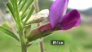 30秒の心象風景18763・草刈りで残った～カラスノエンドウ～