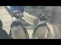 ペンギン解説 新潟市水族館 マリンピア日本海 2019年4月8日