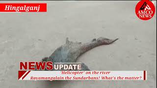 'Helicopter' on the river Rayamangala in the Sundarbans! What's the matter. #fish #Hingalganj.