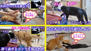 2021ｰ07-30保護猫たちの「ほっこり猫ライブ」めめとハッチは夏バテかな？マックは甘え放題でルンルン気分！終盤めめちゃんの暴れスイッチ・オン…レスリング金メダルだ！ -Cat Life TV