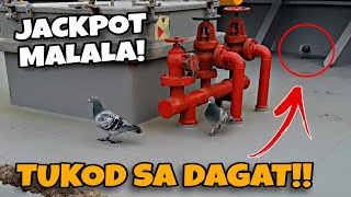 TUKOD NA KALAPATI GALING SA GITNA NG KARAGATAN, JACKPOT NA NAMAN!!