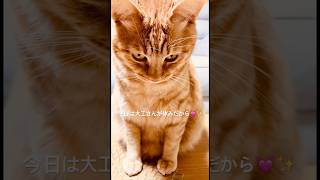 リフォーム中の「ニャウルの城😻」を入念にチェックするギンちゃんが可愛い〜ィ💓✨🐈 #保護猫 #orangecat #cutecat #cat #子猫 #茶トラ猫 #ハウルの動く城 #リフォーム