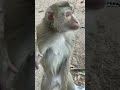 🐒ស្វាចេះញាំកាហ្វេ🐒