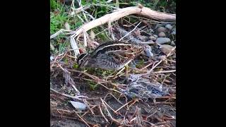 タシギ調布地区ショート 2025 02 12 #タシギ #野鳥 #birds #wildlife #nature #自然観察ぶらり散歩