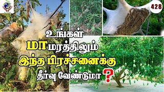 உங்கள் மாமரத்திலும் இந்த பிரச்சனைக்கு தீர்வு வேண்டுமா?Do you want a solution to this problem?#video