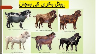 Beetal Goats ki Pehchan. Pure Breed. Makhi Cheena, Rajunpori, Nagri, Pakistani Goats.