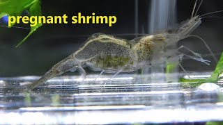 pregnant ghost shrimp (hatching eggs)