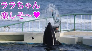 ララちゃんとトレーナーさんのコミカルな動きカワユス!(^^)! 鴨川シーワールド シャチ Kamogawa Sea World