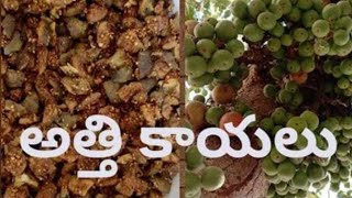 అత్తి కాయల వేపుడు / Medikaya fry / మేడికాయ కూర Athikura || Cluster fig fry/Medicinal Values Food