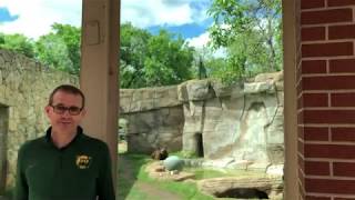 Bears \u0026 Bear Habitat | Baylor University Admissions