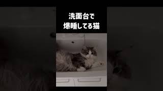 洗面台で爆睡してる猫#shorts