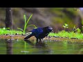 tamhini’s most stunning bird oriental dwarf kingfisher western ghats travelclix