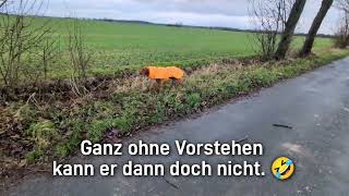 Magyar Vizsla Loki Futtersuche und Gassi gehen