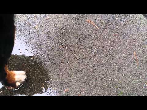 How to quickly and easily clean your dog's paws How to quickly and easily clean your dog's paws