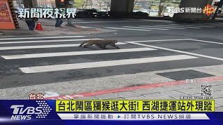 台北鬧區獼猴逛大街! 西湖捷運站外現蹤｜TVBS新聞