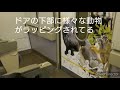 くろしお パンダくろしお 287系【くろしお】話題のパンダくろしおに乗ってきた 和歌山→新大阪