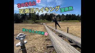 まさかの残雪道？？燧ヶ岳と水芭蕉を眺めて尾瀬沼ハイキング（初めてpremium Proで動画編集）