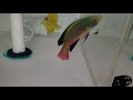 Scott's Fairy Wrasse $239 - Fiji