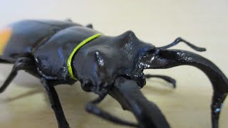 開封！【エフトイズ】昆虫ハンター【3】セアカフタマタクワガタ【F-toys】BEETLE\u0026STAGBEETLE HUNTER【食玩】opened