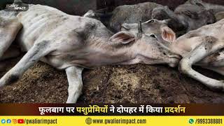 All ABOUT COW LINEAGE | GWALIOR IMPACT | GWALIOR