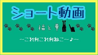 これ何これ何ねこ〜♪