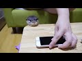 カワウソ ビンゴ iphoneがおもちゃと化す