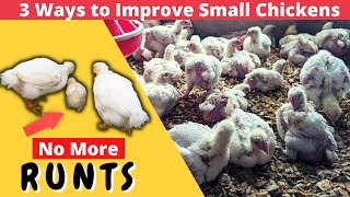 3 Ways to Improve Runts in a Broiler Chicken Flock for Profitability