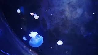 แมงกะพรุนถ้วย หรือ แมงกะพรุนพระจันทร์ Aurelia,moon jellies,jellyfish