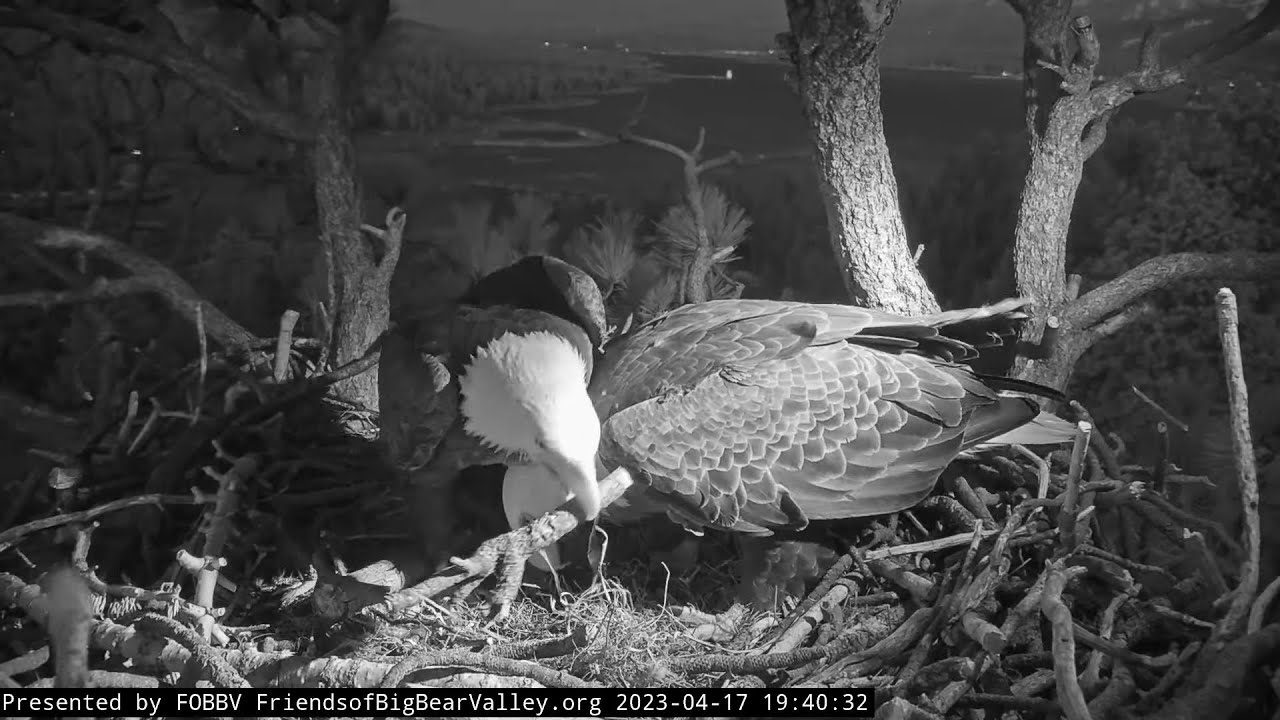 The Evening Is Here, The Day Is Over FOBBV CAM Big Bear Bald Eagle Live ...