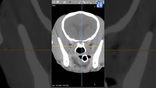 犬の鼻腔内腫瘍、篩板の評価　米地のCT読影