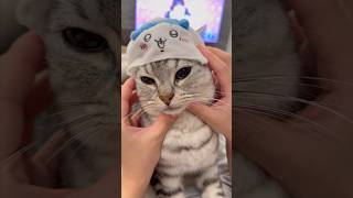 【猫動画】ハチワレを授けられる猫が可愛すぎる!!笑 #shorts