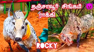 ராக்கி (rocky) | 😈 தஞ்சாவூர் காரன் 🔥 | jallikattu