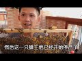 峰箱空間狹窄 只能用大隔板分蜂 再處理起分蜂熱 the bee can only be separated into two compartments by heat treatment 真过瘾