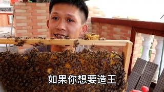 峰箱空間狹窄,只能用大隔板分蜂,再處理起分蜂熱|The bee can only be separated into two compartments by heat treatment #真过瘾