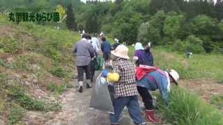 新潟県阿賀町　七福荘おすすめ観光スポット　【丸渕観光わらび園　2013開園日】