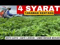 4 Syarat Ini Anda Yakin Ingin Sukses Tanam Kentang….