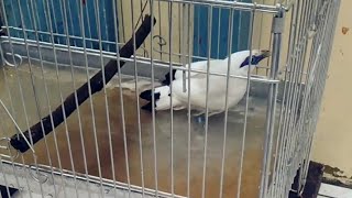 mengintip jalak Bali mandi 💕👁️👁️👁️❗peek at the Bali starlings again taking a funny shower