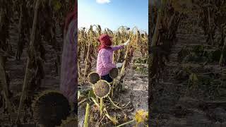 Sunflower Harvest #satisfying #shortsvideo