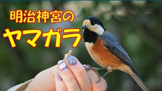 超望遠デジカメによる野鳥撮影　ヤマガラ　　キャノン　PowerShot  SX50 HS